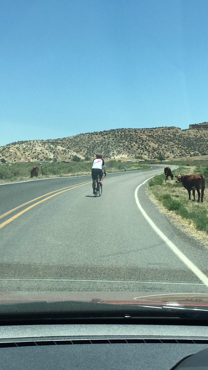 Al With Wild Steer On Road